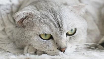 天津2026年最新杭州高端商务伴游招聘网渠道分享(最方便真实的天津茉莉伴游伴游天下全国联盟方法)