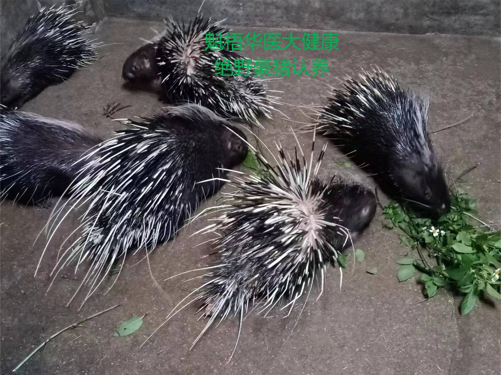 最新豪猪回收商家方法分析(最方便真实的天津豪猪卖去什么地方方法)